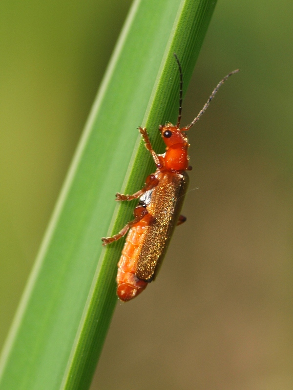 Coleoptera Cantharidae